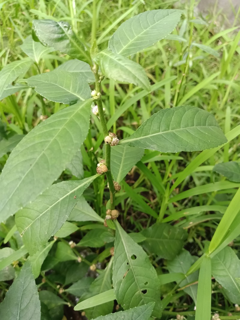 Yerba De Faja photo 2