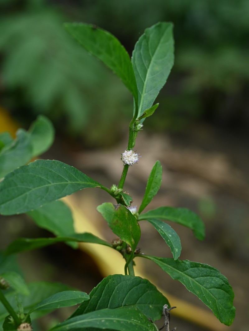 Yerba De Faja photo 3