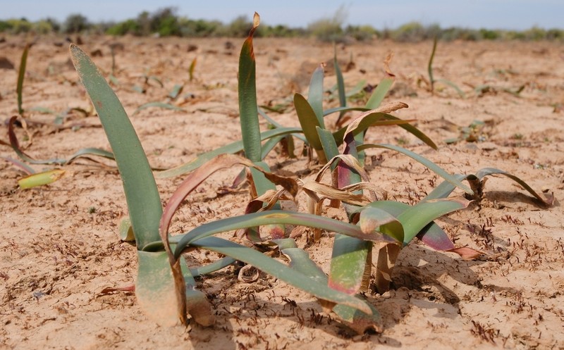 Strumaria argillicola