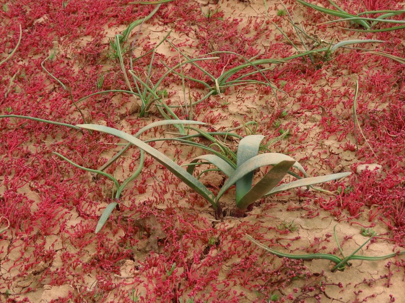 Strumaria argillicola photo 5