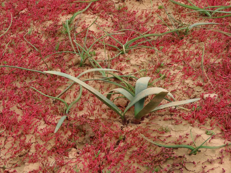 Strumaria argillicola photo 7