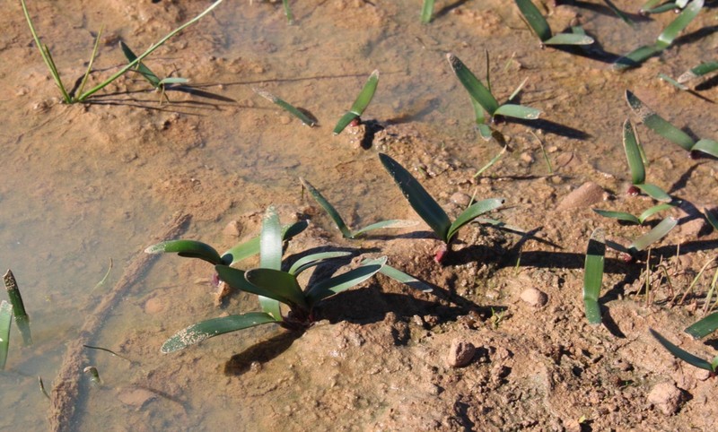 Strumaria argillicola photo 8