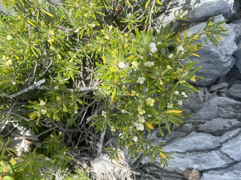 Pride Of Big Pine photo 3