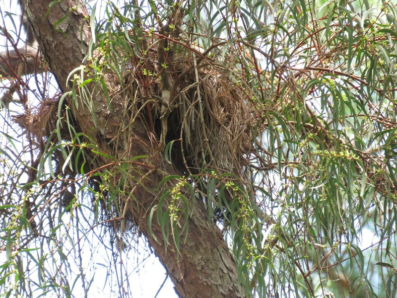 Struthanthus cupulatus photo 5