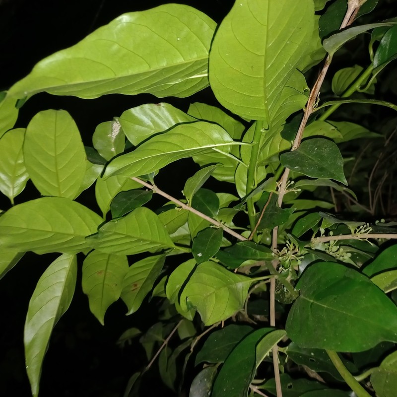 Struthanthus martianus photo 4