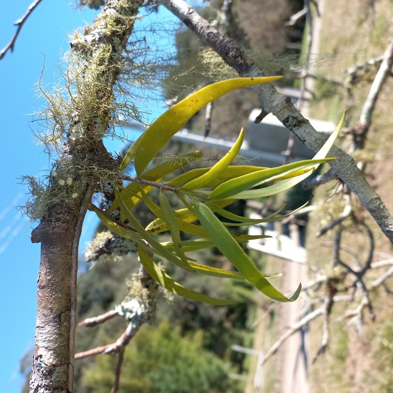 Struthanthus martianus photo 5