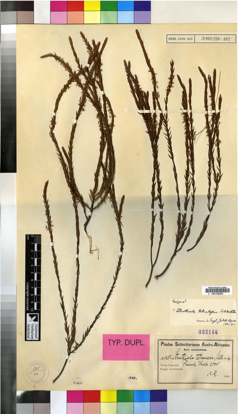 Struthiola tetralepis var. tetralepis