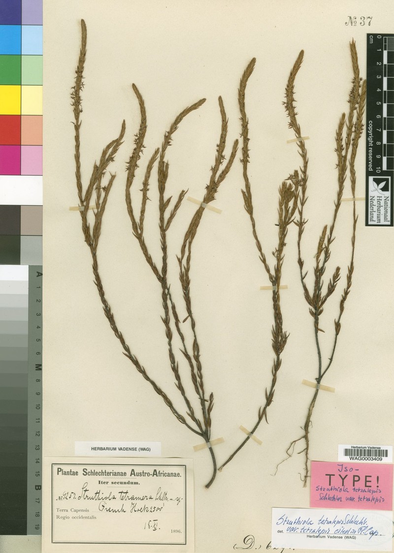 Struthiola tetralepis var. tetralepis photo 2