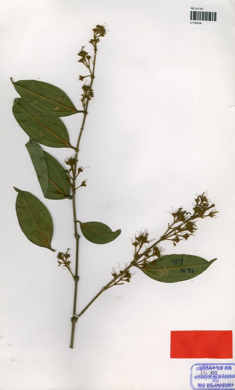 Strychnos dantaensis