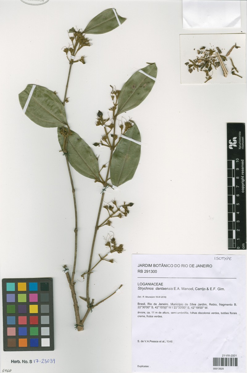 Strychnos dantaensis photo 2