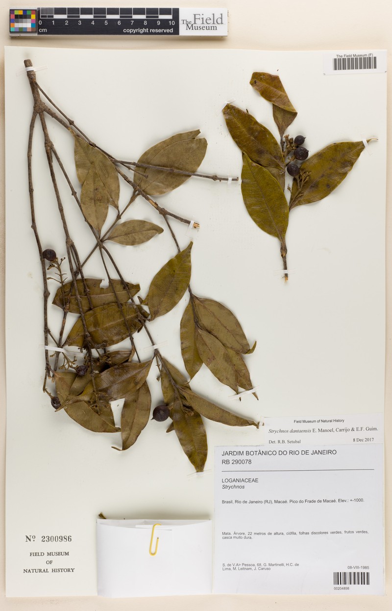 Strychnos dantaensis photo 3