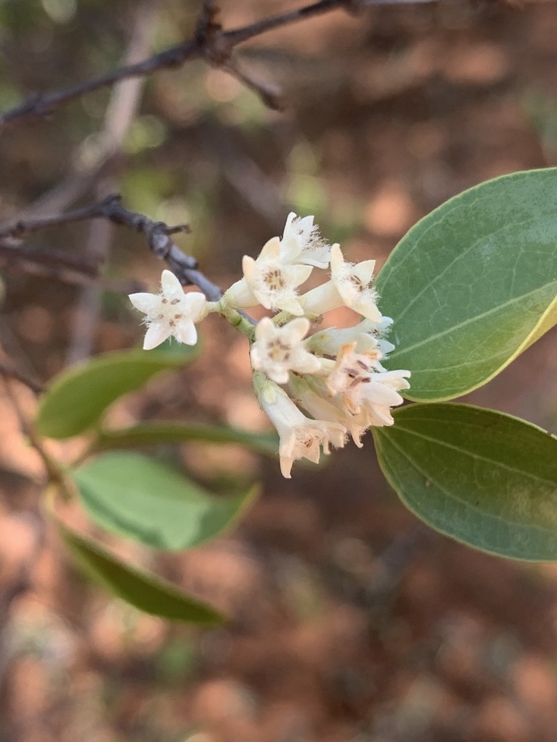 Strychnos decussata