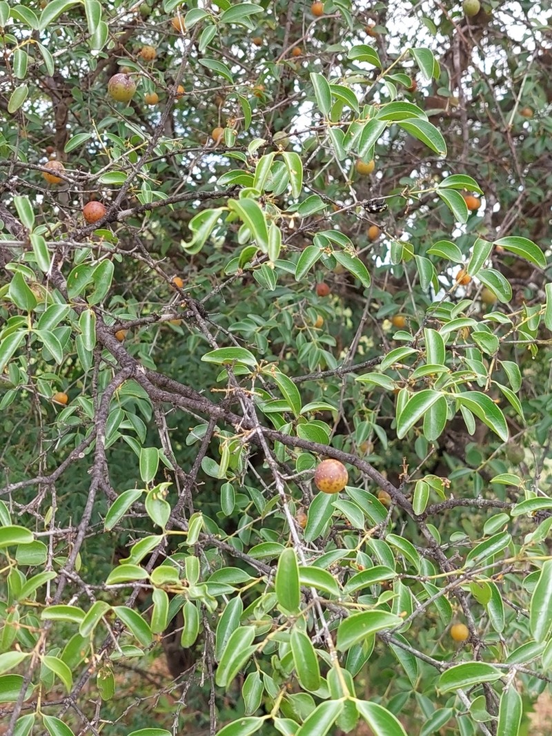 Strychnos decussata photo 2