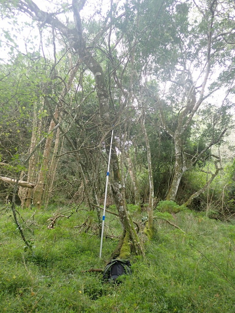Strychnos decussata photo 3