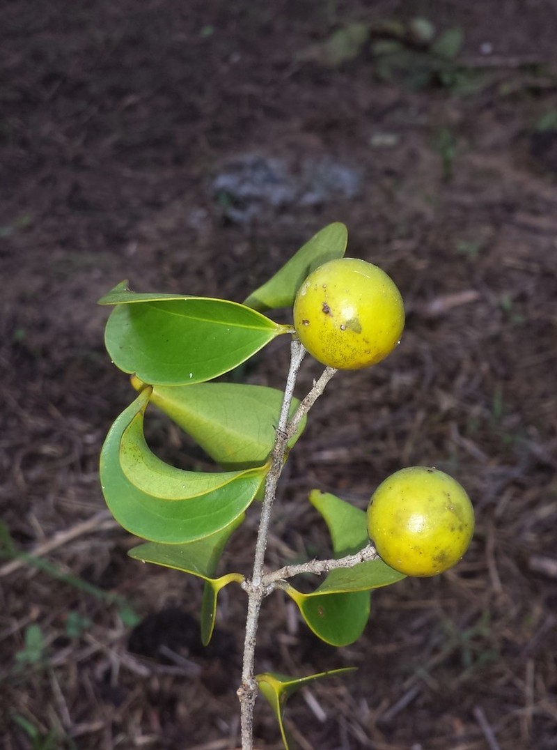 Strychnos decussata photo 4