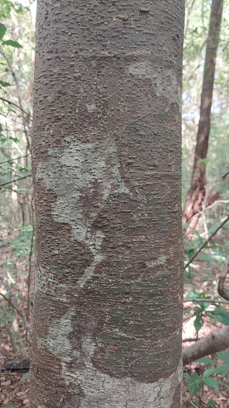 Strychnos decussata photo 6