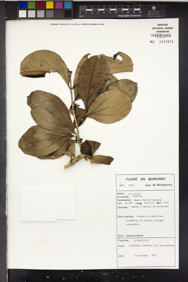 Strychnos innocua var. innocua