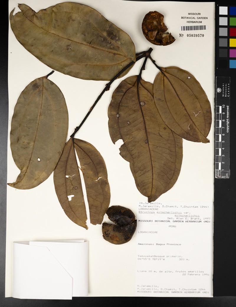 Strychnos mitscherlichii var. mitscherlichii
