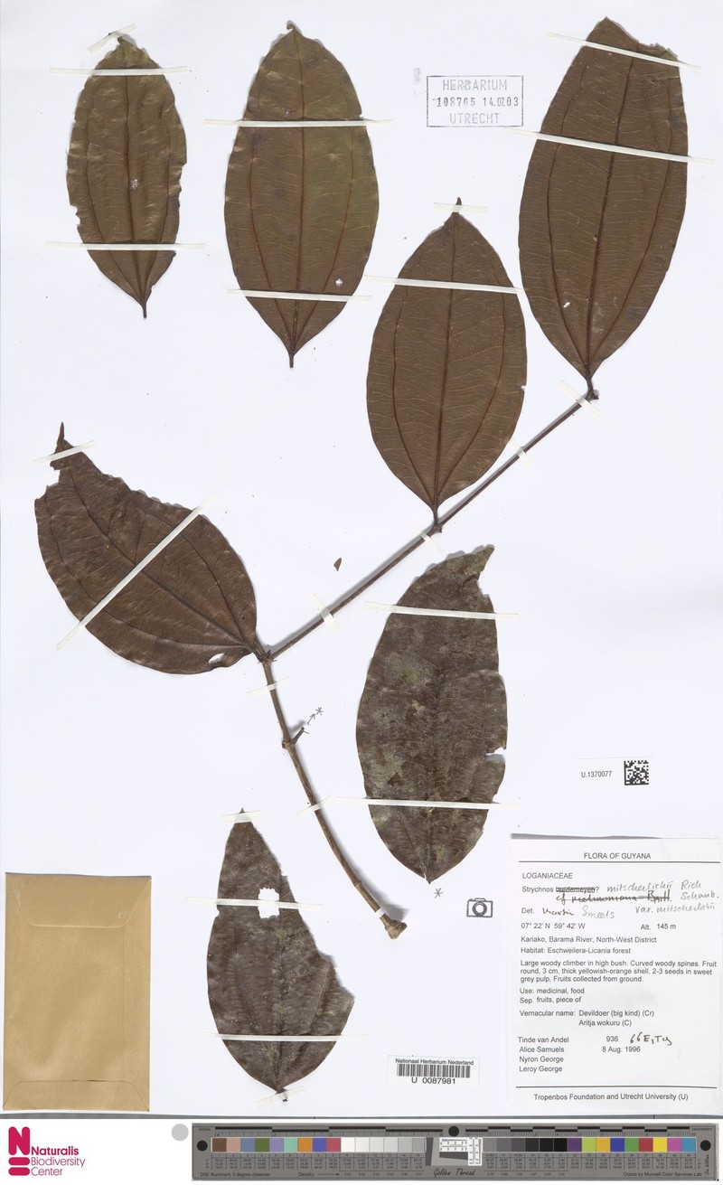 Strychnos mitscherlichii var. mitscherlichii photo 2
