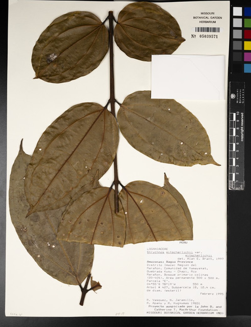 Strychnos mitscherlichii var. mitscherlichii photo 3