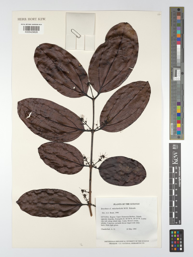 Strychnos mitscherlichii var. mitscherlichii photo 4