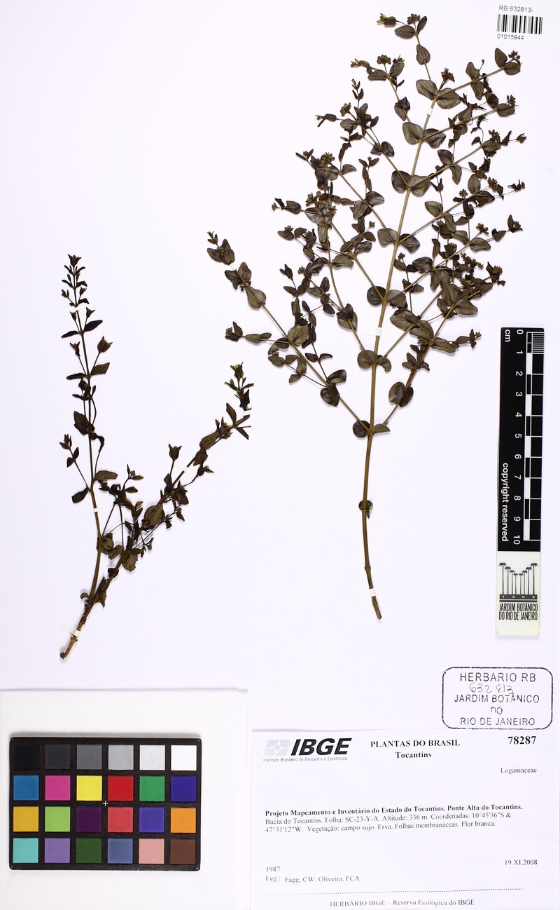 Strychnos nana