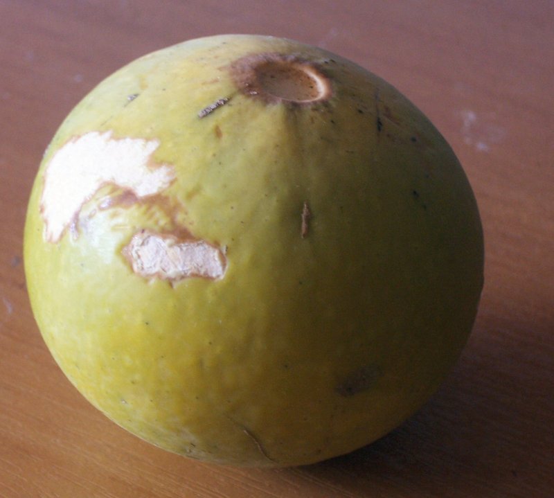 Natal Orange photo 4