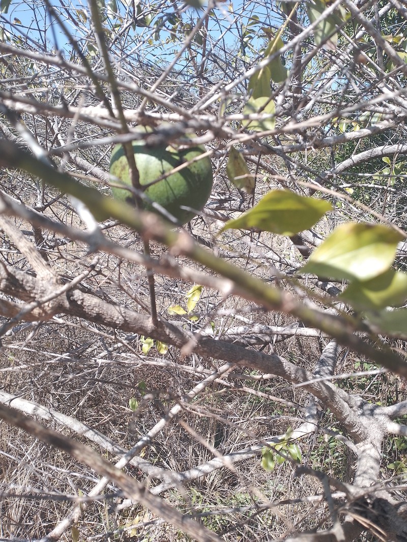 Natal Orange photo 3