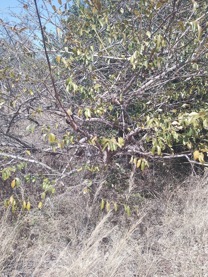 Natal Orange photo 6