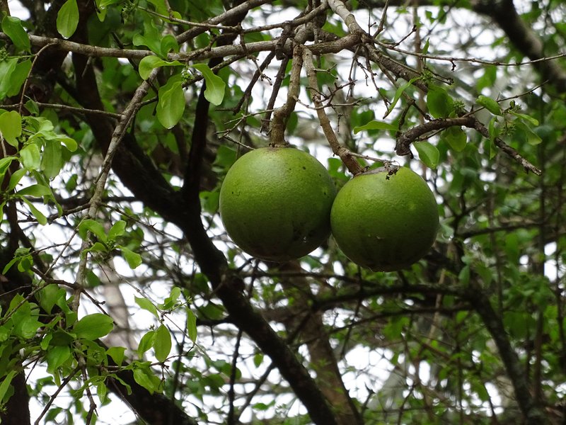 Natal Orange photo 7