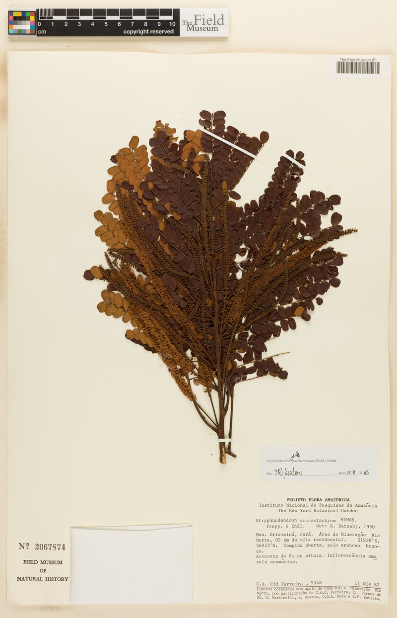 Stryphnodendron conicum