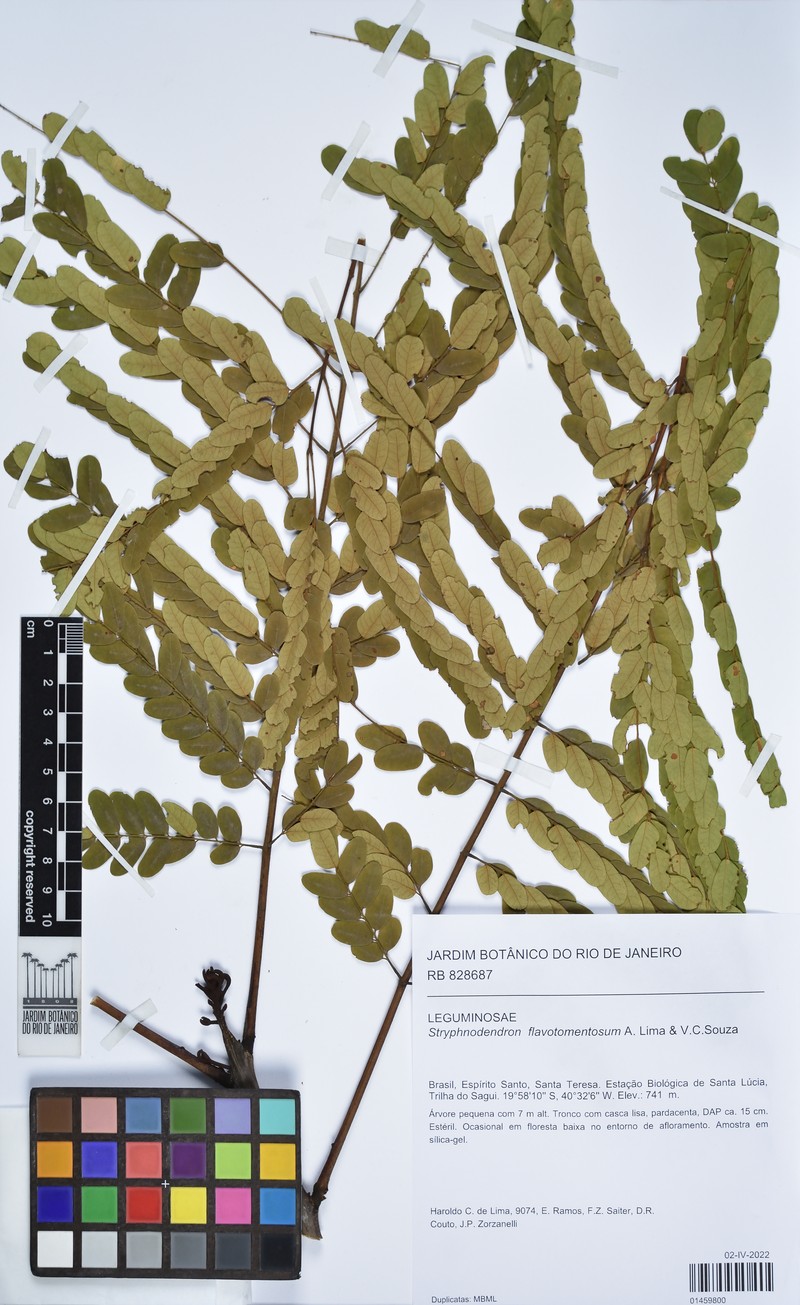 Stryphnodendron flavotomentosum