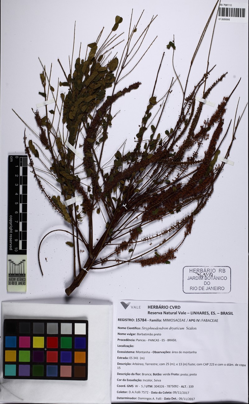 Stryphnodendron flavotomentosum photo 2