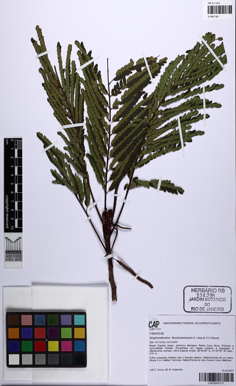 Stryphnodendron flavotomentosum photo 3