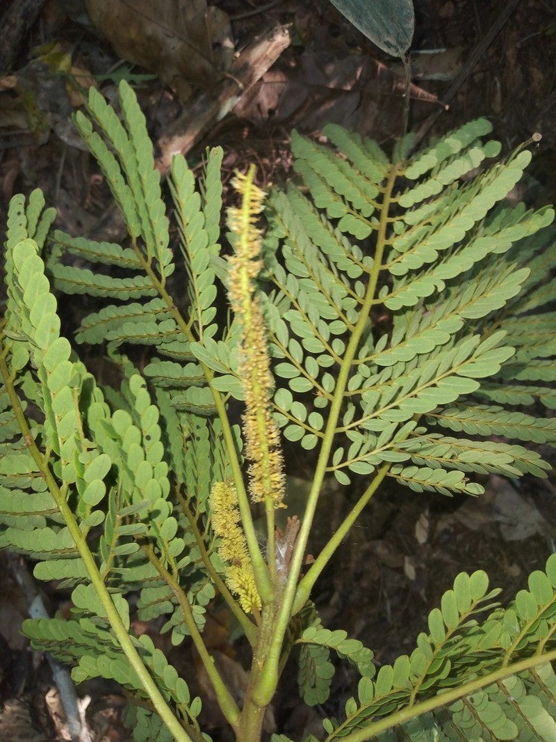 Stryphnodendron glandulosum