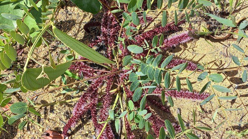 Stryphnodendron platyspicum