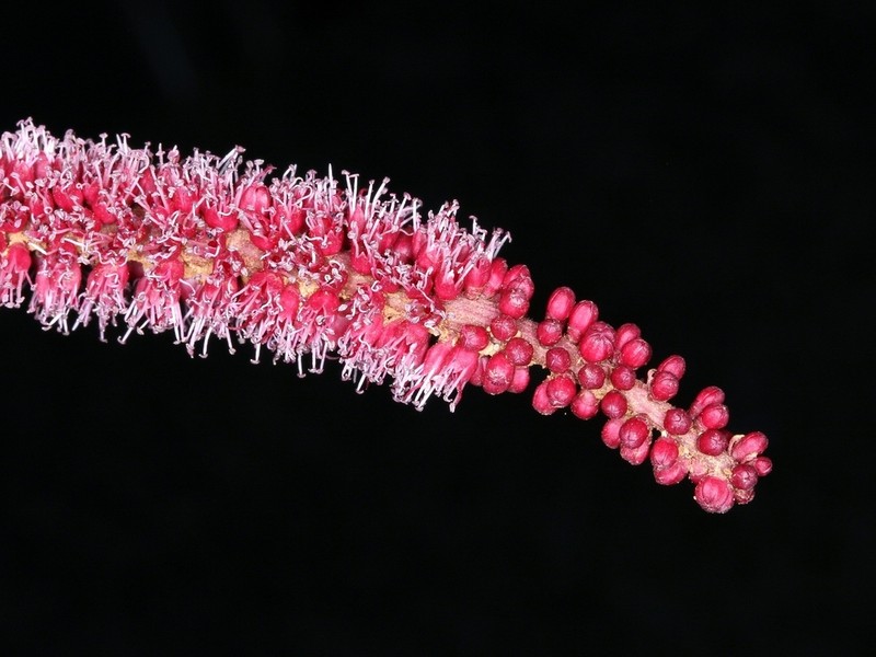 Stryphnodendron platyspicum photo 2