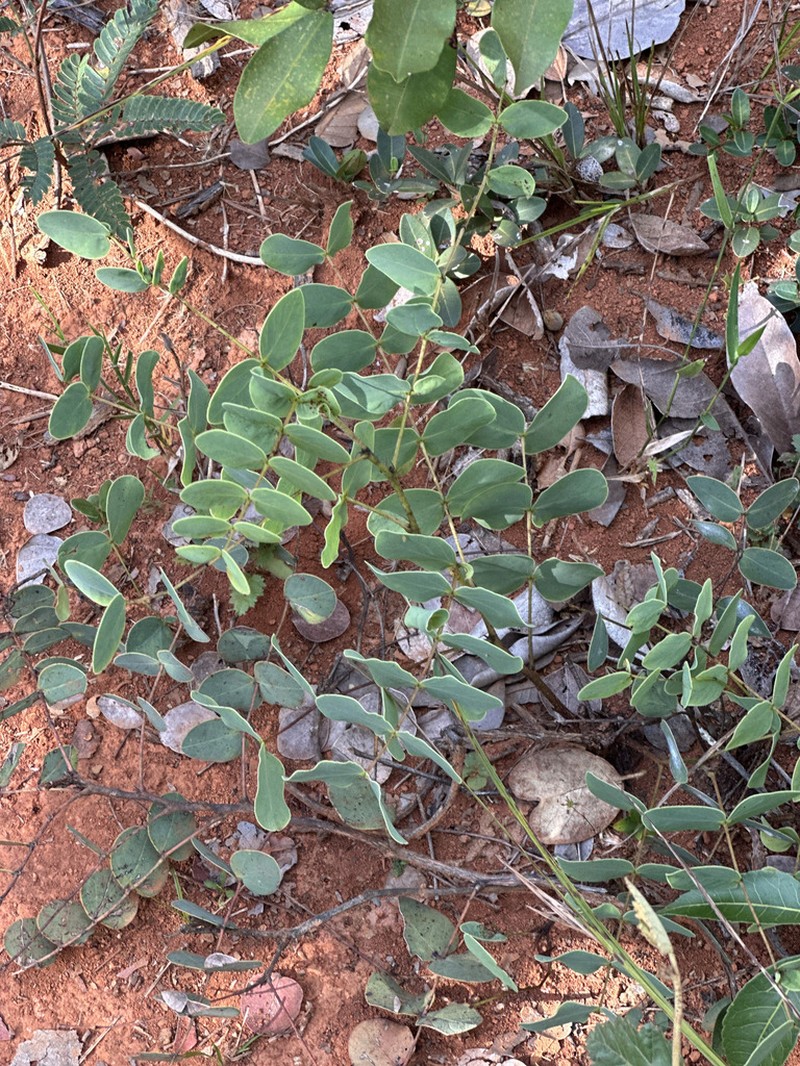 Stryphnodendron platyspicum photo 3