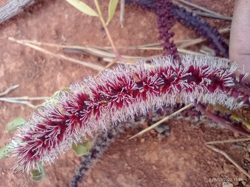 Stryphnodendron platyspicum photo 4