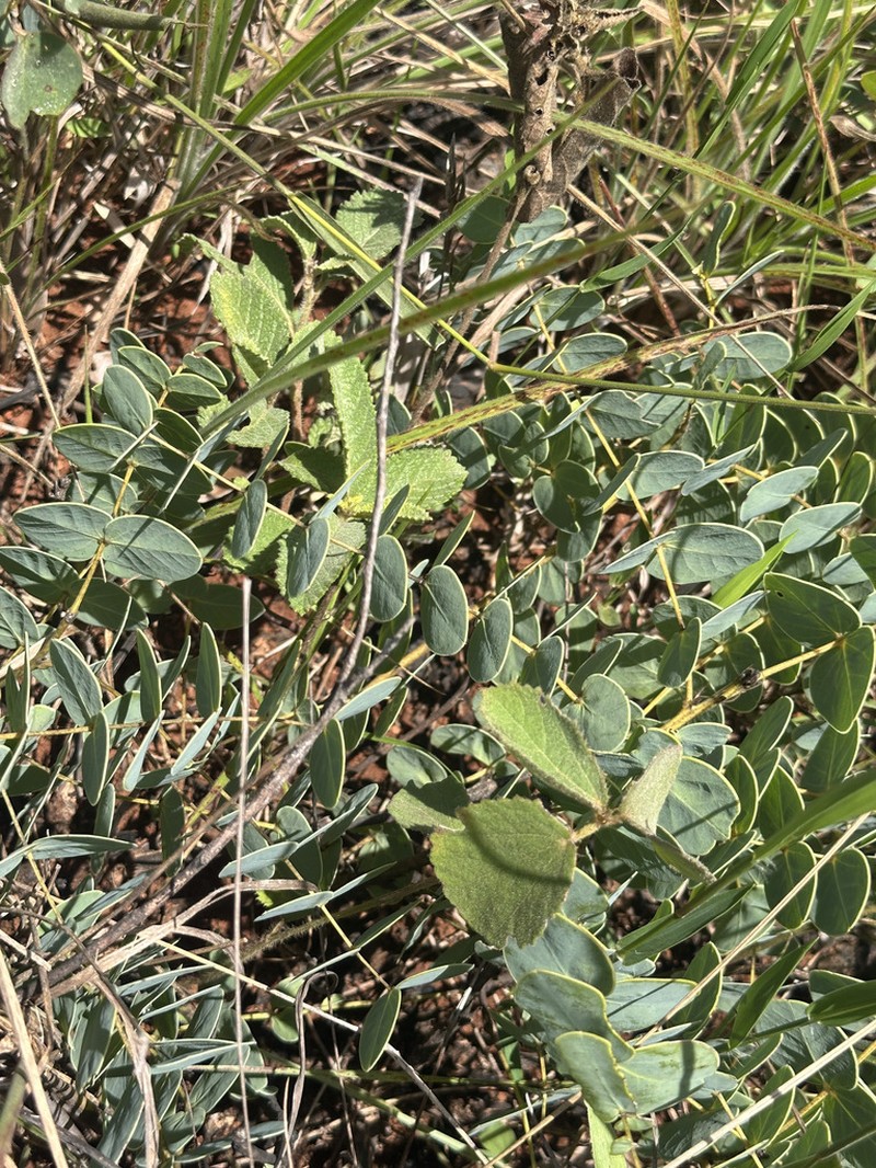 Stryphnodendron platyspicum photo 5