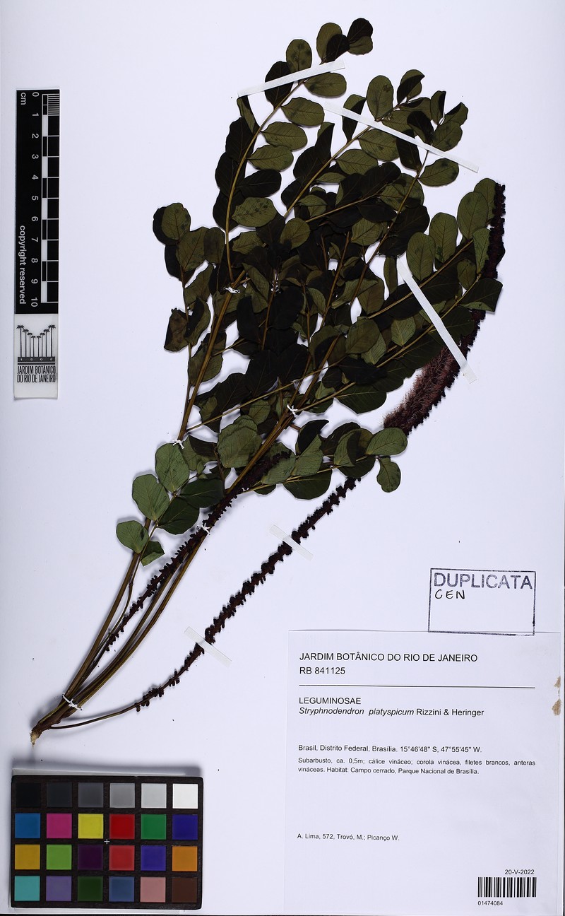 Stryphnodendron platyspicum photo 7