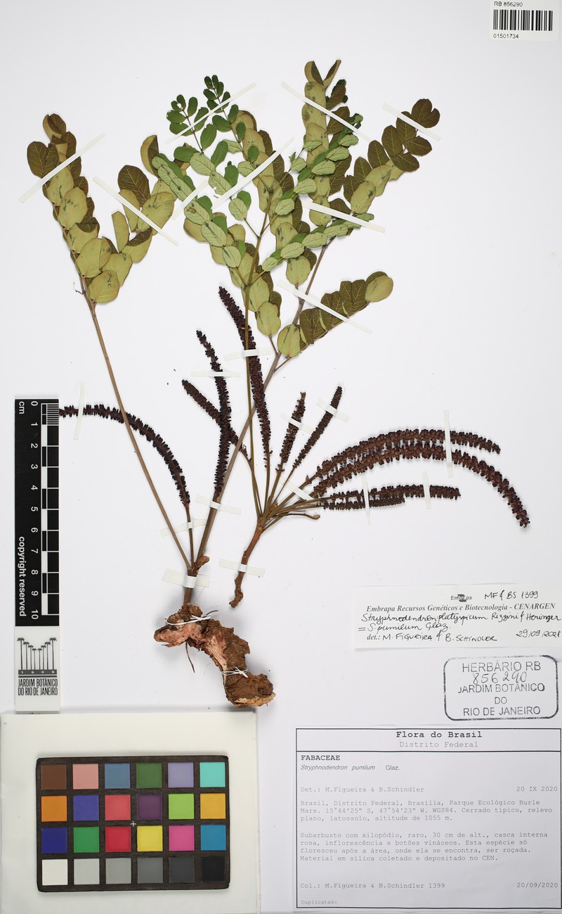 Stryphnodendron platyspicum photo 8