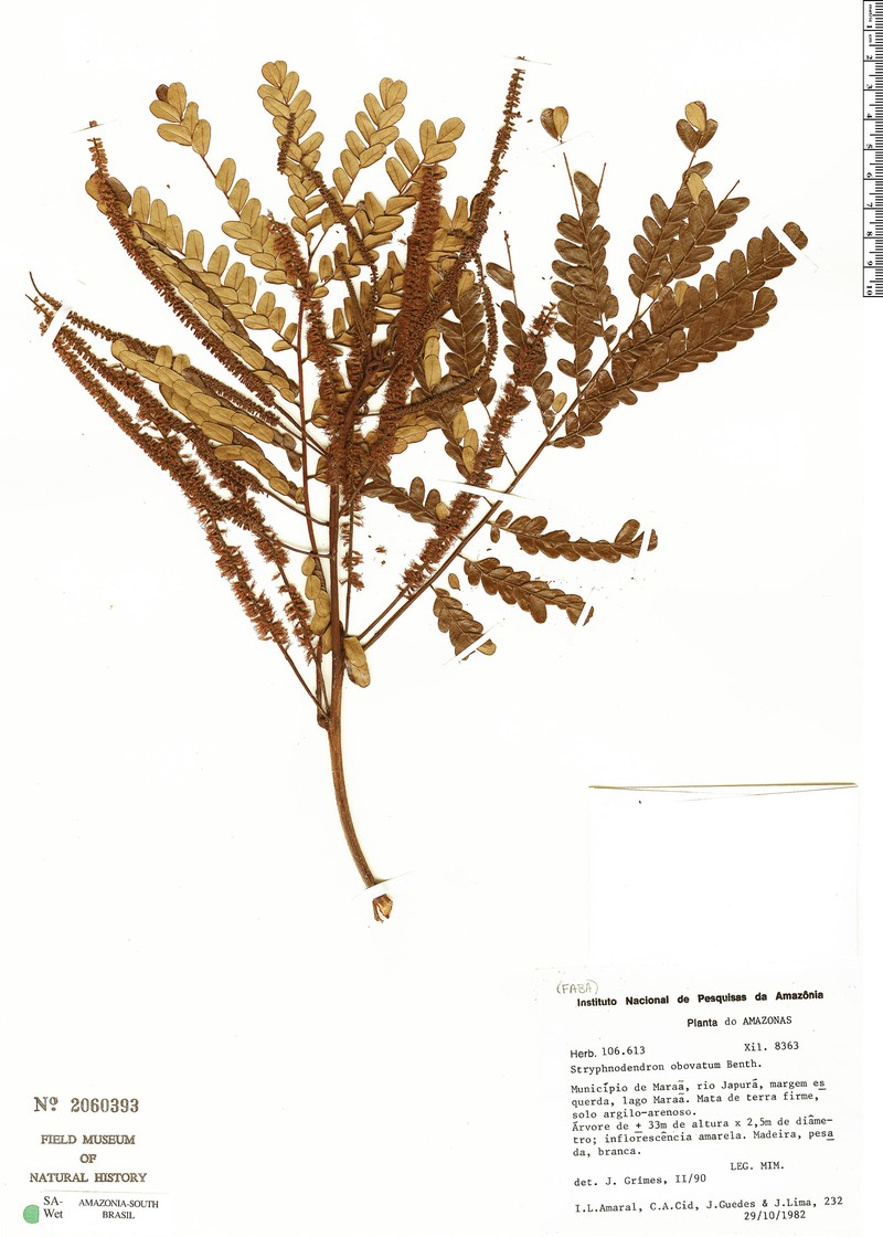 Stryphnodendron procerum