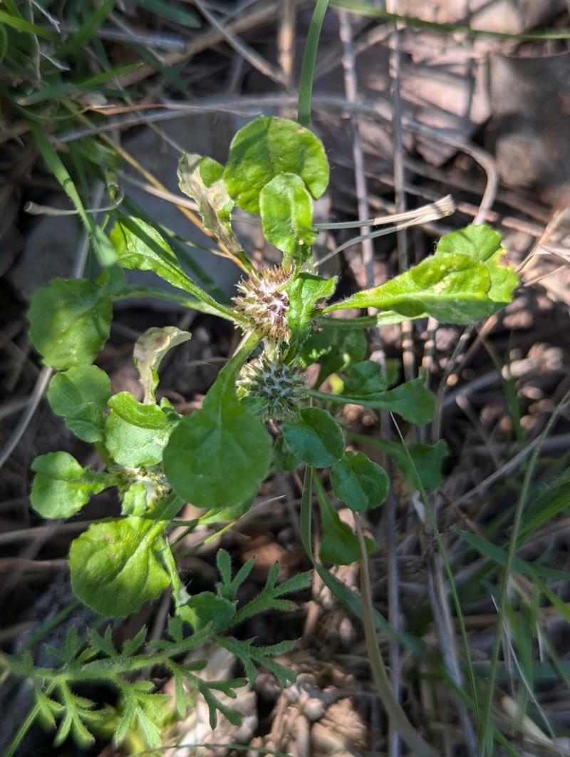 Stuartina hamata photo 2