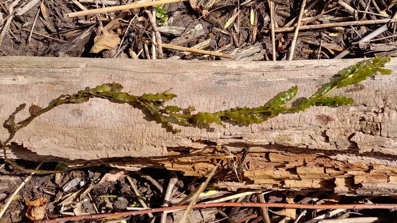 Pondweed photo 3
