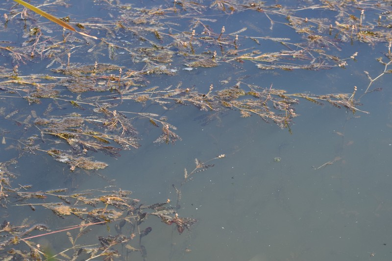 Pondweed photo 4