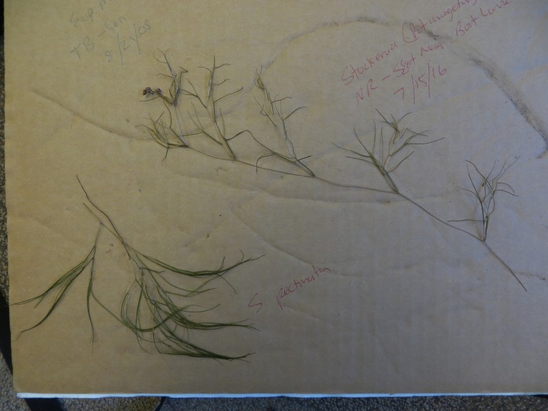Fineleaf Pondweed photo 2