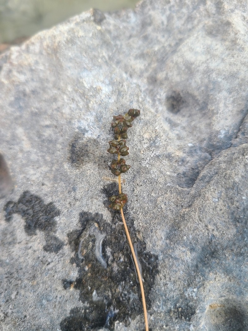 Fineleaf Pondweed photo 3
