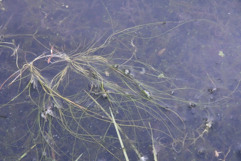 Fineleaf Pondweed photo 4