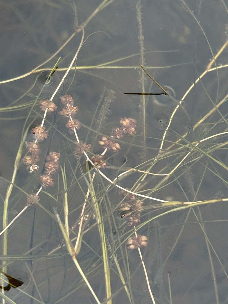 Fineleaf Pondweed photo 5